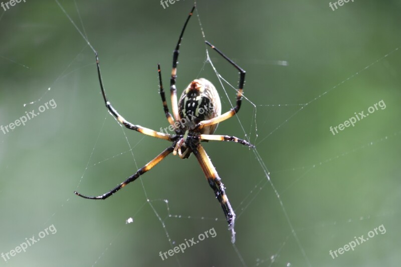 Spider Woods Nature Web Forest