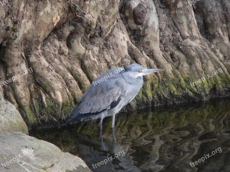 Grey Heron Heron Bird Free Photos