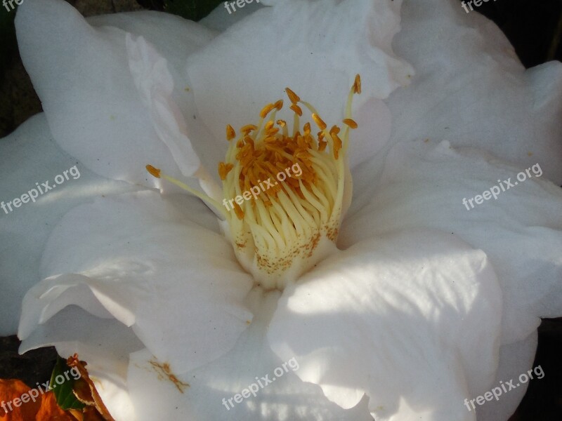 Flower Camellia Nature Bloom Plant