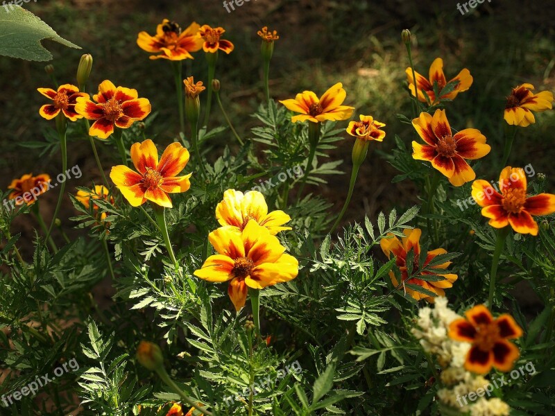 Marigold Scattered Tagetes Patula Nana Flower Flowers Flowering