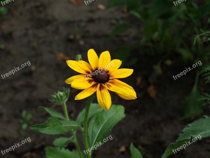 Rudbekia Bicolor Bicolor Rudbeckia Hirta Flower Flowers Flowering