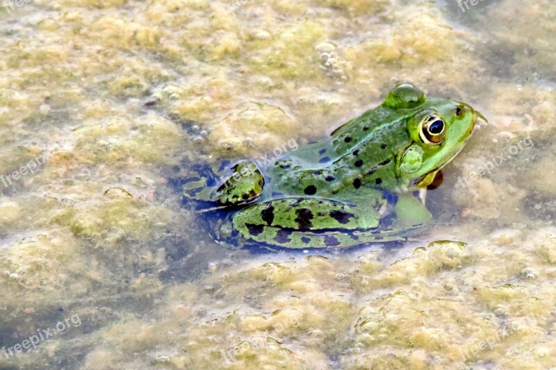 Frog Green Pond Green Frog Water