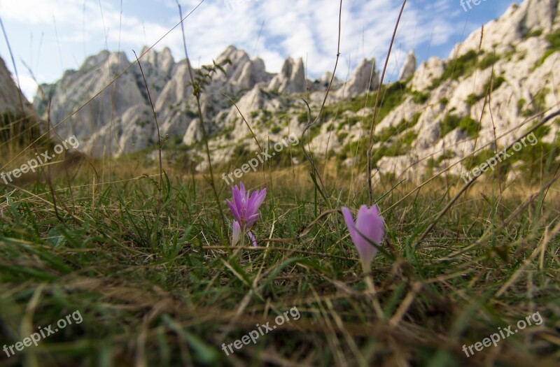 Herbstzeitlose Flower Meadow Mountains Blossom