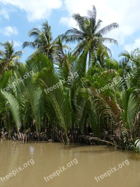 Vietnam Mekong River Mekong Delta River Palm