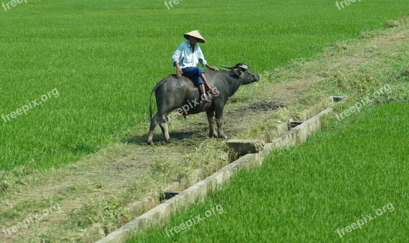 Vietnam Rice Paddy Bauer Agriculture