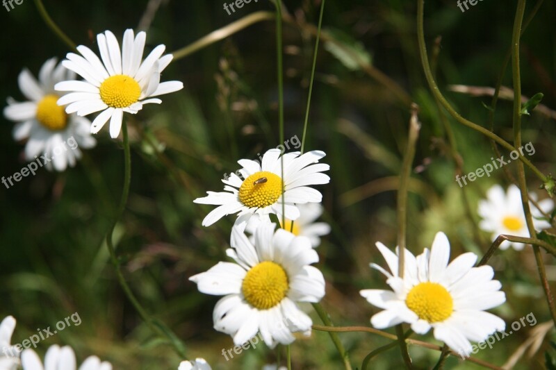 Daisy Geese Flower Flower Free Photos