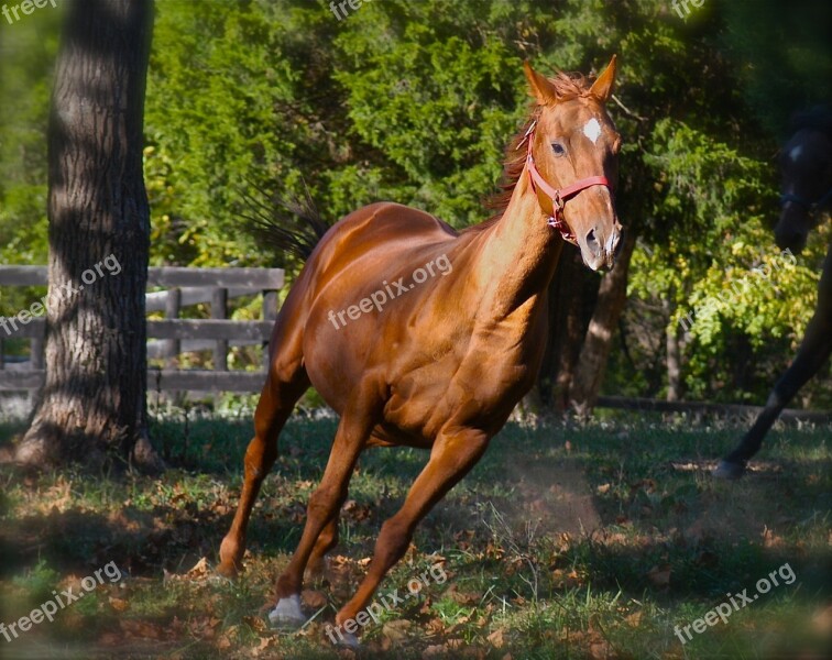 Horse Running Animal Spring Horses Running Stallion