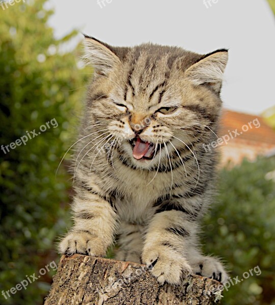 Kitten Britich Shorthair Free Photos