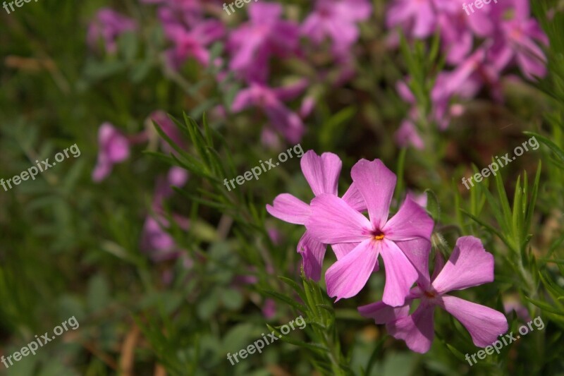 Purple Flower Green Nature Purple Flowers