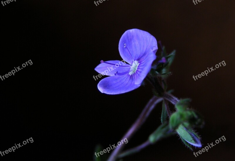 Veronica Chamaedrys Flower Blue Grasshopper Wild