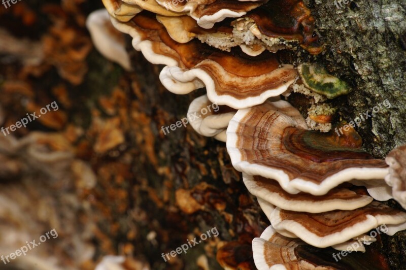 Mushrooms Colors Bark Tree Trunk