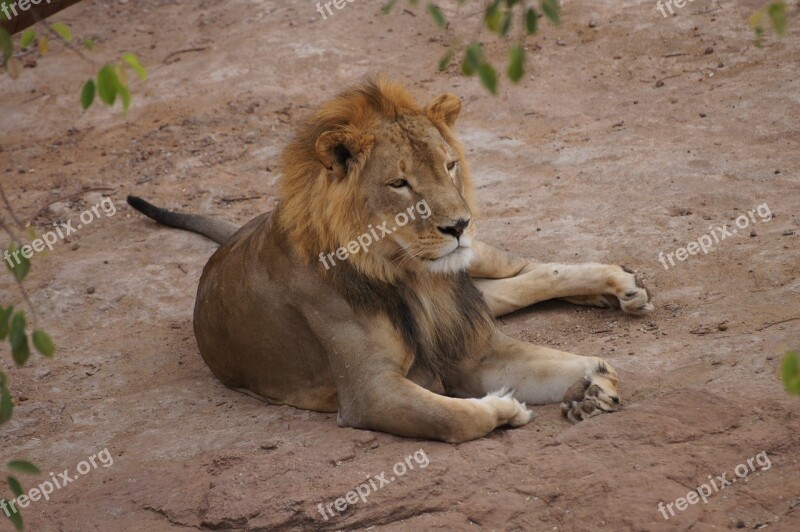 Lion Rest Animal King Lying