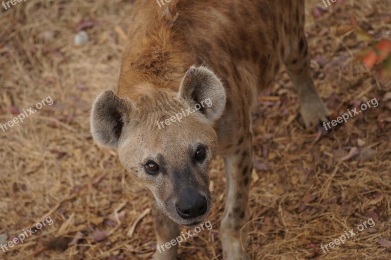 Hyena Look Canine Eyes Africa