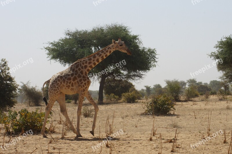 Giraffe Savannah Africa Niger Kouré