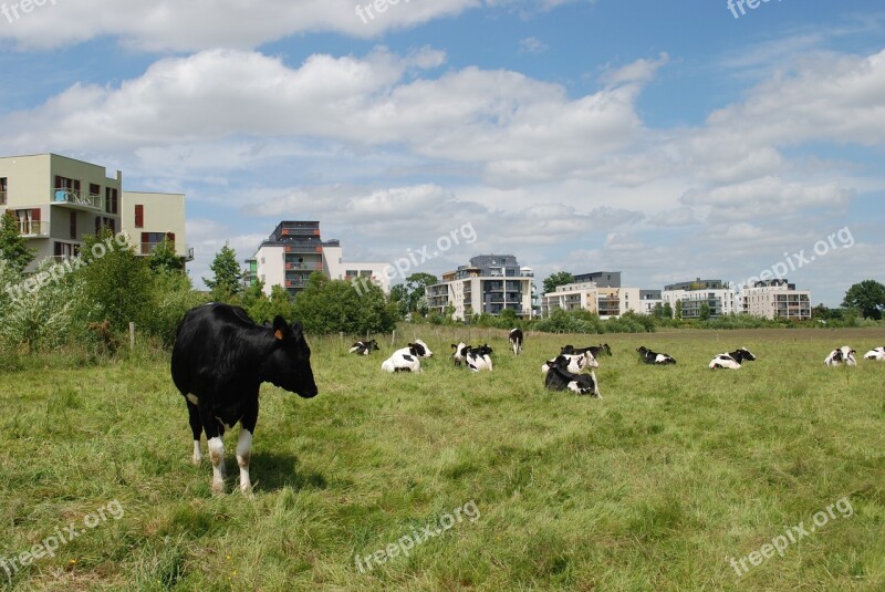 Cows Buildings Field Fields Fields In Town