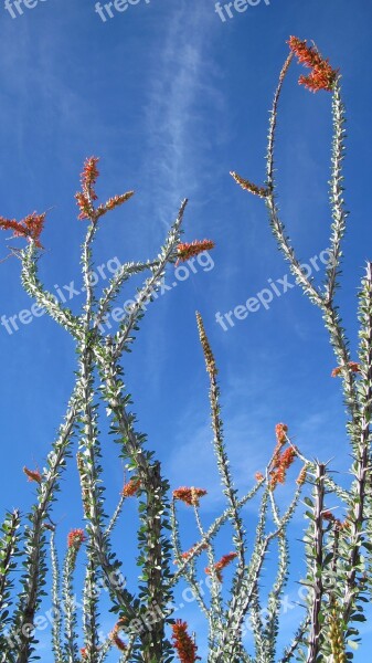 Desert Plants Ocotillo Nature Tucson Arizona