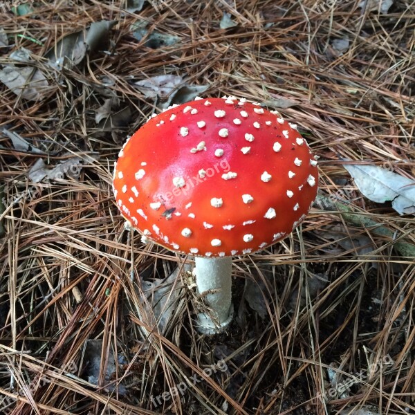 Mushroom Silvestre Red Harvest Woods