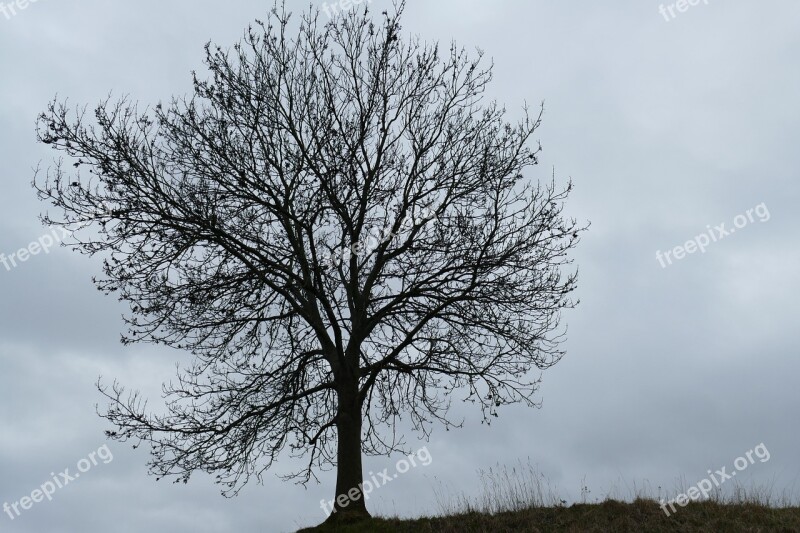 Impressions Autumn Tree Cloud Cover Season