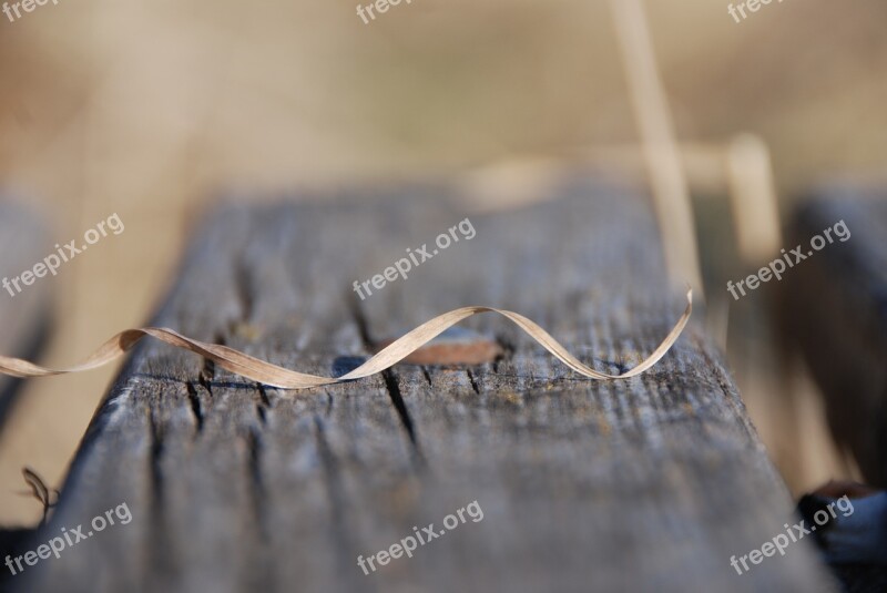 Grass Dries Up Wood Close Up Free Photos