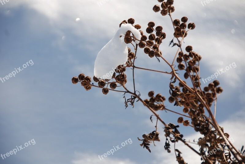 Stonecrop Dried Sedum Withered Snow Snow Cover Free Photos