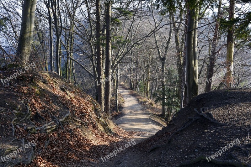 Away Forest Path Forest Nature Trees