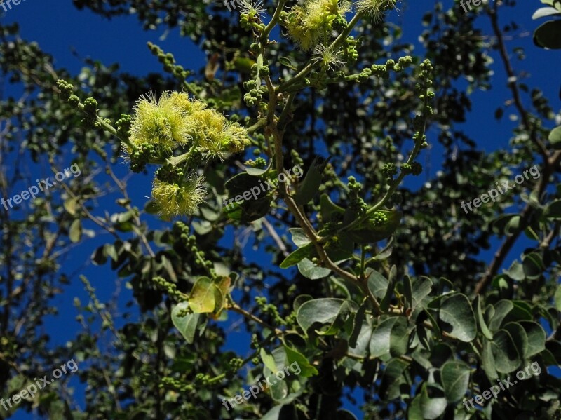 Pithecellobium Dulce Flower Tree Blossom Bloom