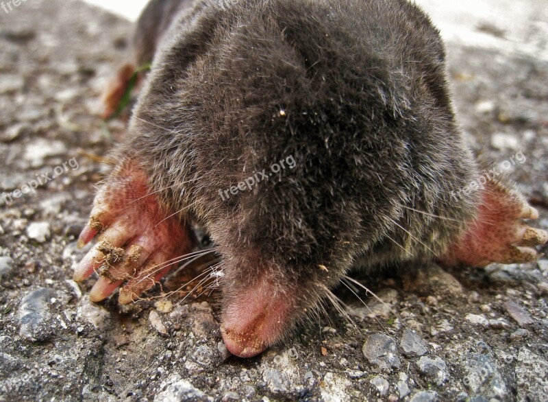 Mole Talpidae Insect Eater Mammal Tierchen