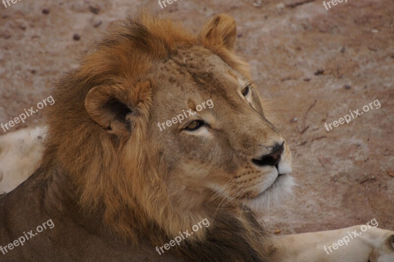 Lion Nap Africa Mali Zoo