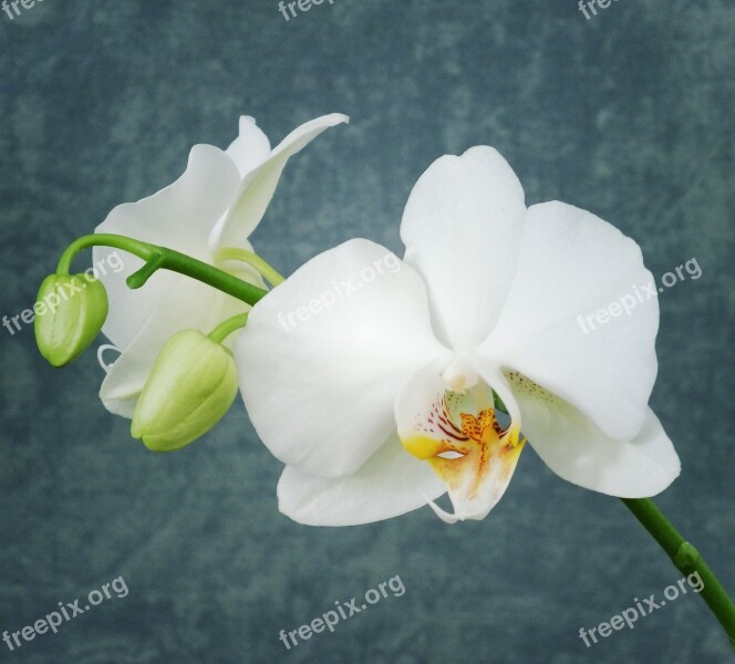 Orchid White Orchid Flower White Nature