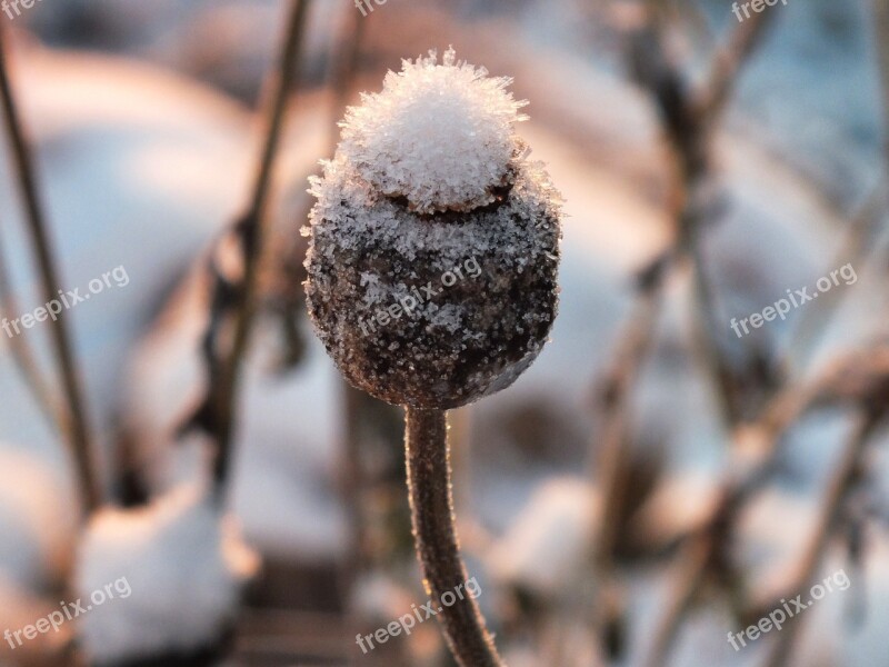 Frozen Plants Plants Winter Snow Ice