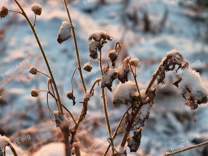 Frozen Plants Plants Winter Snow Ice