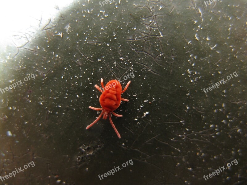 Red Velvet Mite Trombidium Holosericeum Insect Animal World Mite