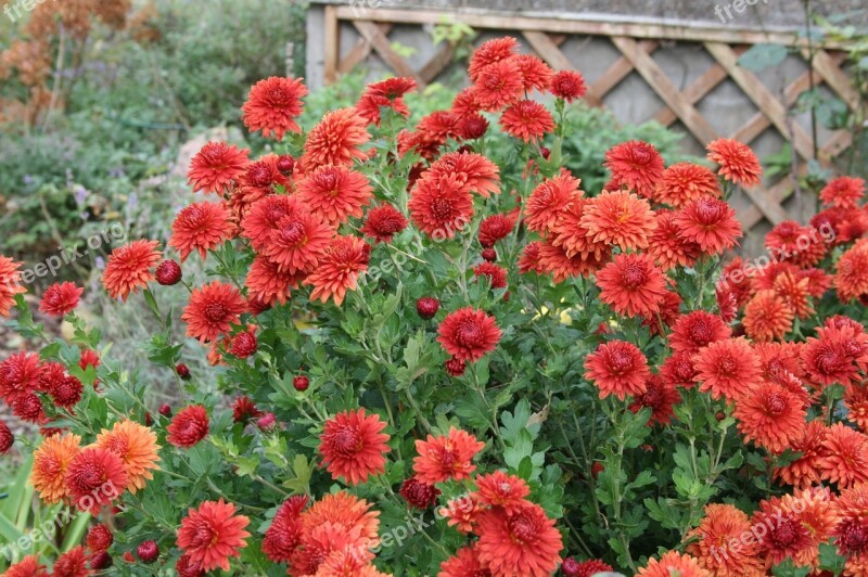 Autumn Flowers Asters Autumn Autumn Decoration Inflorescences