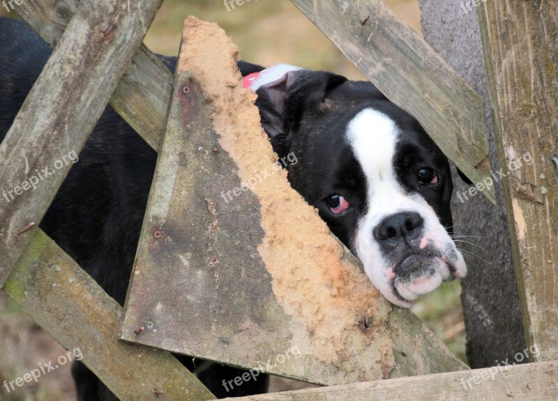 Dog Look Dog Boxer Pet Sad