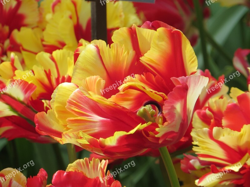 Tulips Close Up Farbenpracht Keukenhof Holland