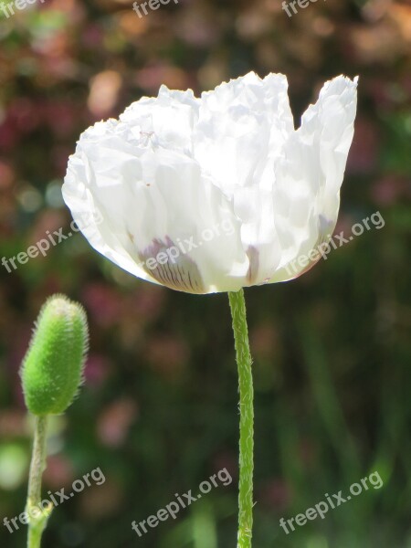 White Poppy Flower Close Up Spring Iceland Poppy