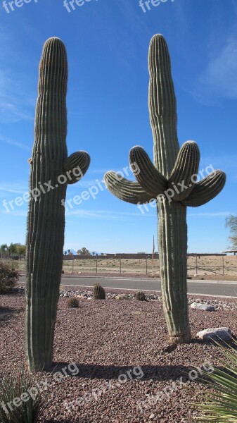 Saguaro Desert Plants Cactus Arizona Sonoran Desert