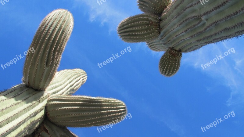 Saguaro Cactus Desert Tucson Arizona