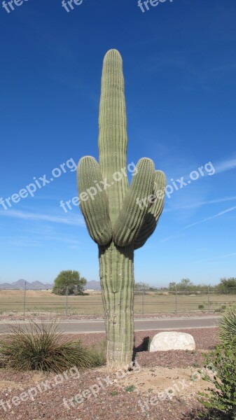 Saguaro Cactus Desert Nature Arizona