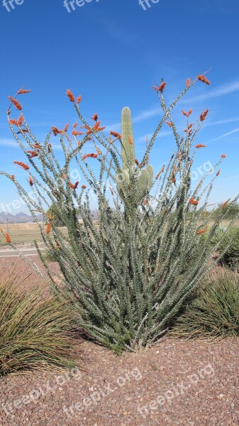 Desert Plant Nature Tucson Arizona