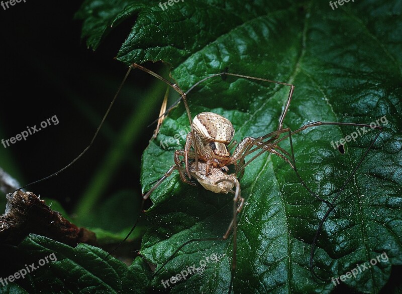 Spider Long-legs Hunting Free Photos