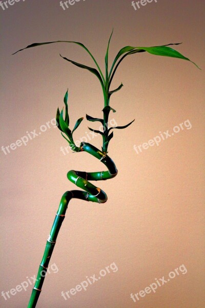 Plant Bamboo Twisted Bamboo Twisted Plant Green