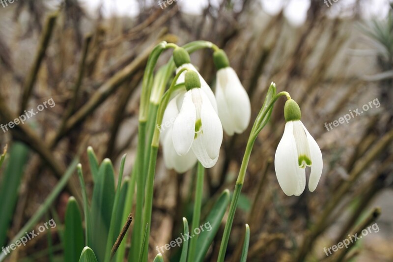 Snowdrop Flowers Spring White Nature