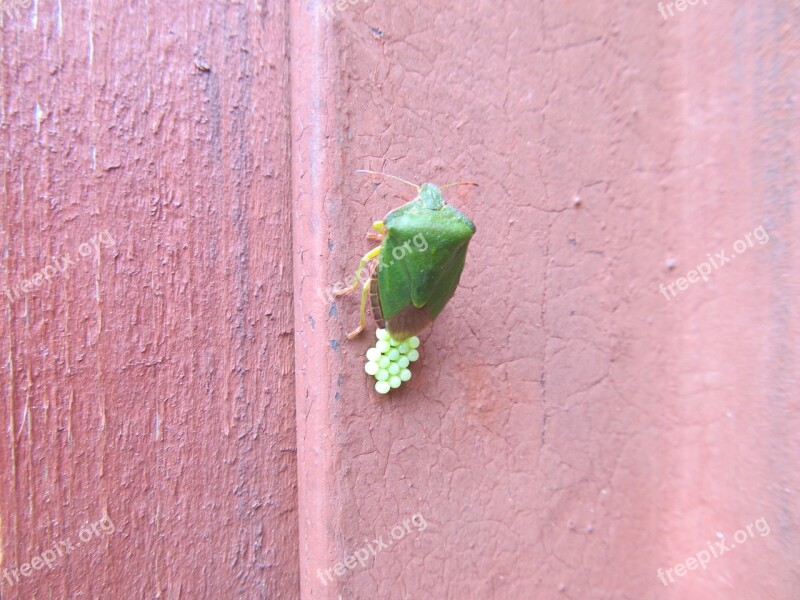 Beetle Insect Macro Beetle Firefighter Creeps