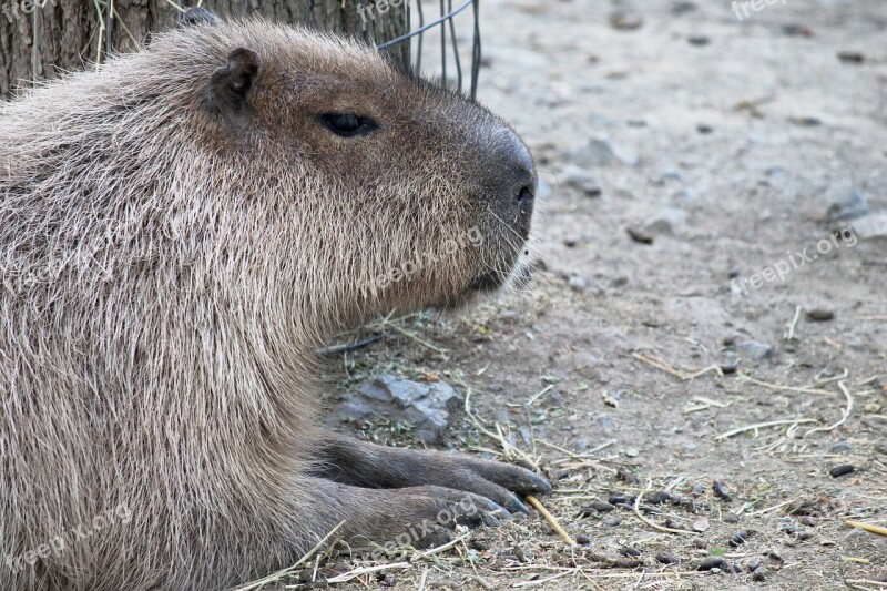 Rodent Large Nice Head Flat