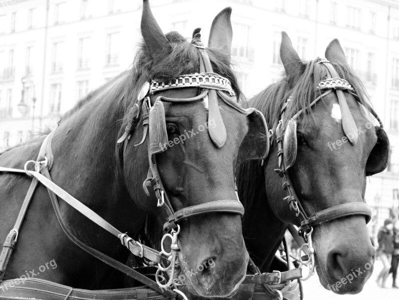 Horses Tourism Horse Heads Black And White Tableware