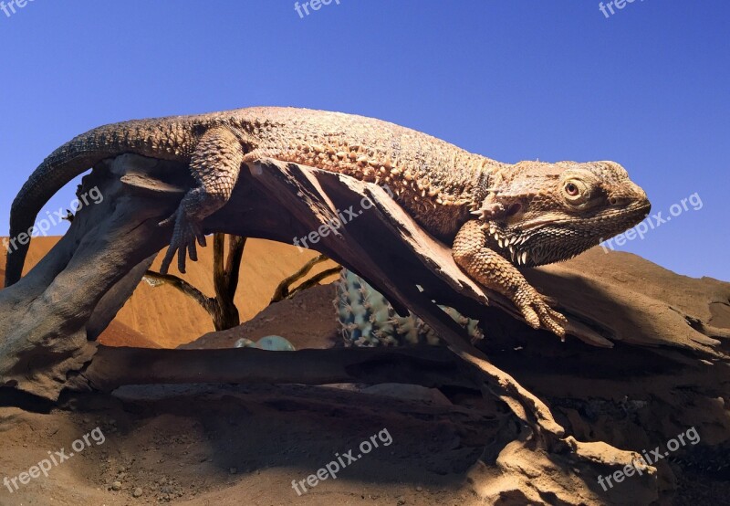 Bearded Dragon Pogona Pogona Vitticeps Lizards Pogona Bearded Dragons