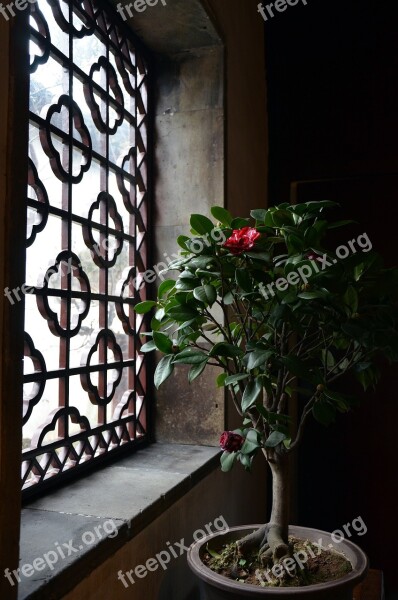 China Garden Bonsai Decor Free Photos