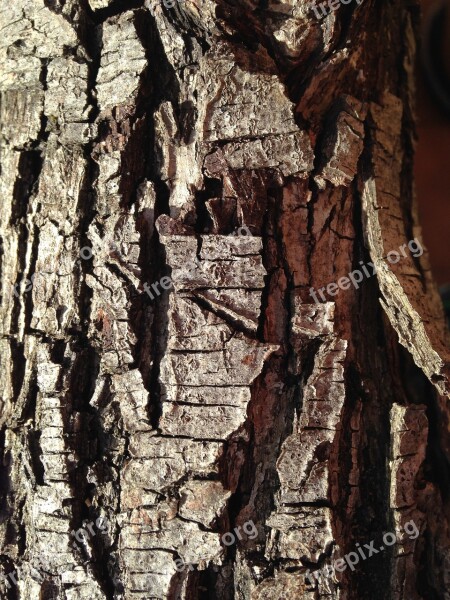 Bark Tree Texture Trunk Tree Bark