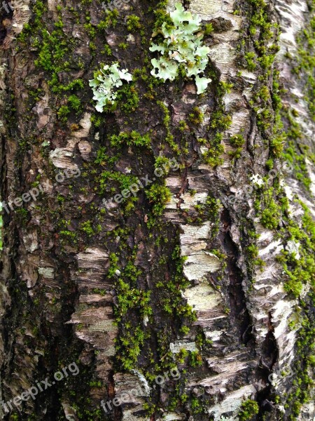 Moss Tree Bark Tree Bark Texture Wood